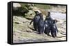 Wet Rockhopper Penguins (Eudyptes Chrysocome) on Rocks-Eleanor-Framed Stretched Canvas