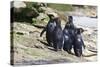 Wet Rockhopper Penguins (Eudyptes Chrysocome) on Rocks-Eleanor-Stretched Canvas