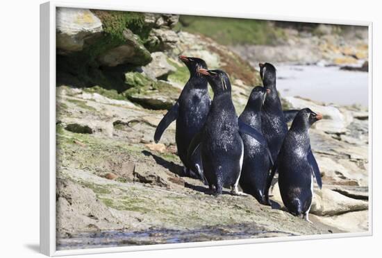 Wet Rockhopper Penguins (Eudyptes Chrysocome) on Rocks-Eleanor-Framed Photographic Print