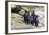 Wet Rockhopper Penguins (Eudyptes Chrysocome) on Rocks-Eleanor-Framed Photographic Print