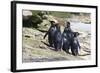 Wet Rockhopper Penguins (Eudyptes Chrysocome) on Rocks-Eleanor-Framed Photographic Print