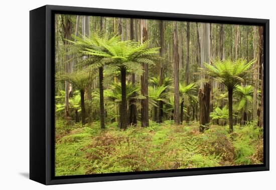 Wet Sclerophyll Forest Consisting of Mainly Mountain-null-Framed Stretched Canvas