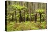 Wet Sclerophyll Forest Consisting of Mainly Mountain-null-Stretched Canvas