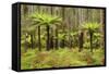 Wet Sclerophyll Forest Consisting of Mainly Mountain-null-Framed Stretched Canvas