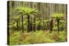 Wet Sclerophyll Forest Consisting of Mainly Mountain-null-Stretched Canvas