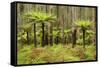 Wet Sclerophyll Forest Consisting of Mainly Mountain-null-Framed Stretched Canvas