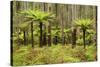 Wet Sclerophyll Forest Consisting of Mainly Mountain-null-Stretched Canvas