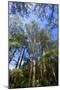 Wet Sclerophyll Forest Consisting of Mainly Mountain-null-Mounted Photographic Print