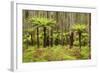 Wet Sclerophyll Forest Consisting of Mainly Mountain-null-Framed Photographic Print