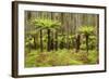 Wet Sclerophyll Forest Consisting of Mainly Mountain-null-Framed Photographic Print