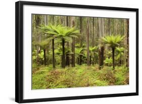 Wet Sclerophyll Forest Consisting of Mainly Mountain-null-Framed Photographic Print