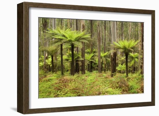 Wet Sclerophyll Forest Consisting of Mainly Mountain-null-Framed Photographic Print