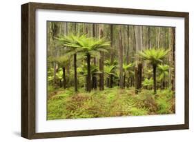 Wet Sclerophyll Forest Consisting of Mainly Mountain-null-Framed Photographic Print