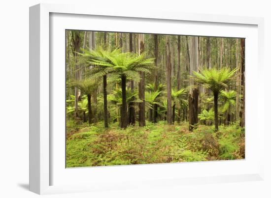 Wet Sclerophyll Forest Consisting of Mainly Mountain-null-Framed Photographic Print