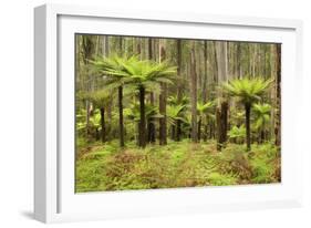 Wet Sclerophyll Forest Consisting of Mainly Mountain-null-Framed Photographic Print