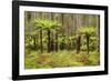 Wet Sclerophyll Forest Consisting of Mainly Mountain-null-Framed Photographic Print