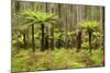 Wet Sclerophyll Forest Consisting of Mainly Mountain-null-Mounted Photographic Print