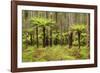 Wet Sclerophyll Forest Consisting of Mainly Mountain-null-Framed Photographic Print