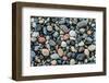 Wet stones on beach, British Columbia, Canada-null-Framed Photographic Print