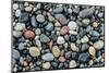 Wet stones on beach, British Columbia, Canada-null-Mounted Photographic Print