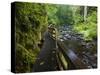 Wet trail along Sweet Creek near Florence on the Oregon Coast-Darrell Gulin-Stretched Canvas