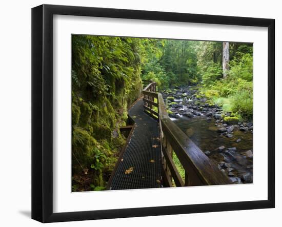 Wet trail along Sweet Creek near Florence on the Oregon Coast-Darrell Gulin-Framed Premium Photographic Print