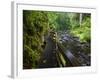 Wet trail along Sweet Creek near Florence on the Oregon Coast-Darrell Gulin-Framed Photographic Print