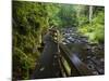 Wet trail along Sweet Creek near Florence on the Oregon Coast-Darrell Gulin-Mounted Photographic Print