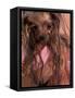 Wet Yorkshire Terrier Wrapped in a Towel-Adriano Bacchella-Framed Stretched Canvas