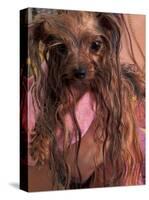 Wet Yorkshire Terrier Wrapped in a Towel-Adriano Bacchella-Stretched Canvas