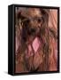 Wet Yorkshire Terrier Wrapped in a Towel-Adriano Bacchella-Framed Stretched Canvas