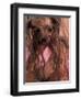 Wet Yorkshire Terrier Wrapped in a Towel-Adriano Bacchella-Framed Premium Photographic Print