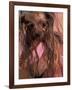 Wet Yorkshire Terrier Wrapped in a Towel-Adriano Bacchella-Framed Photographic Print