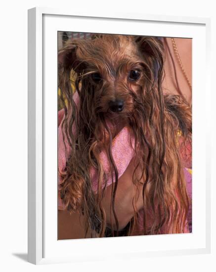 Wet Yorkshire Terrier Wrapped in a Towel-Adriano Bacchella-Framed Photographic Print