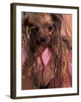 Wet Yorkshire Terrier Wrapped in a Towel-Adriano Bacchella-Framed Photographic Print