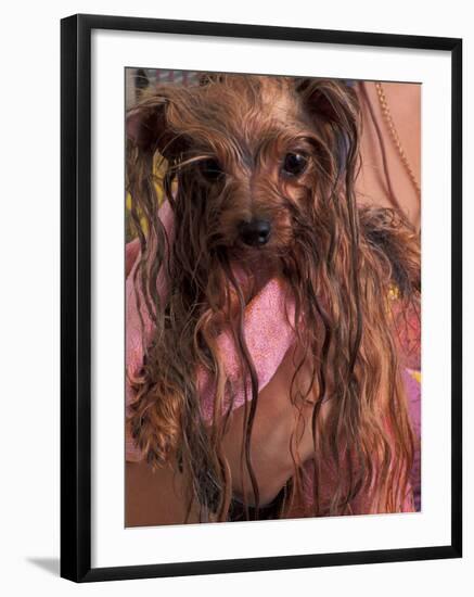 Wet Yorkshire Terrier Wrapped in a Towel-Adriano Bacchella-Framed Photographic Print