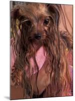 Wet Yorkshire Terrier Wrapped in a Towel-Adriano Bacchella-Mounted Photographic Print