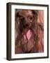 Wet Yorkshire Terrier Wrapped in a Towel-Adriano Bacchella-Framed Photographic Print