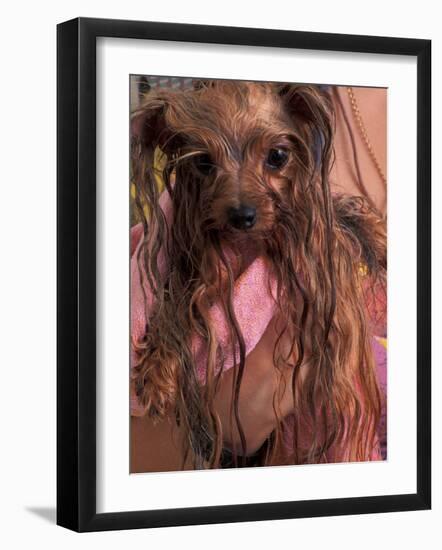 Wet Yorkshire Terrier Wrapped in a Towel-Adriano Bacchella-Framed Photographic Print