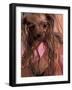 Wet Yorkshire Terrier Wrapped in a Towel-Adriano Bacchella-Framed Photographic Print