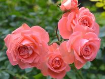 Pink Roses in the Garden-weter777-Mounted Photographic Print