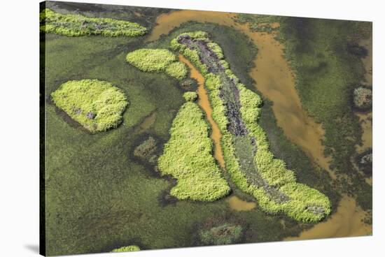 Wetland East, Guyana-Pete Oxford-Stretched Canvas