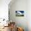 Wetland Herons I-Alan Hausenflock-Photo displayed on a wall