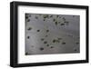 Wetland Shell Beach, North Guyana-Pete Oxford-Framed Photographic Print