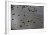 Wetland Shell Beach, North Guyana-Pete Oxford-Framed Photographic Print