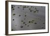 Wetland Shell Beach, North Guyana-Pete Oxford-Framed Photographic Print