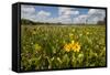 Wetland Sunflowers, Emergent Aquatic Flora, Brazos Bend State Park Marsh, Texas, USA-Larry Ditto-Framed Stretched Canvas