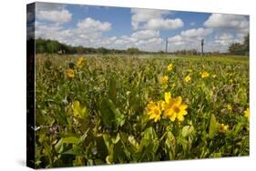 Wetland Sunflowers, Emergent Aquatic Flora, Brazos Bend State Park Marsh, Texas, USA-Larry Ditto-Stretched Canvas