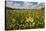 Wetland Sunflowers, Emergent Aquatic Flora, Brazos Bend State Park Marsh, Texas, USA-Larry Ditto-Stretched Canvas