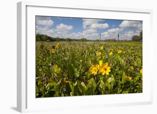 Wetland Sunflowers, Emergent Aquatic Flora, Brazos Bend State Park Marsh, Texas, USA-Larry Ditto-Framed Photographic Print